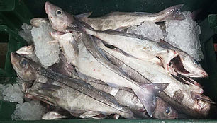 CROPPED HADDOCK.jpg